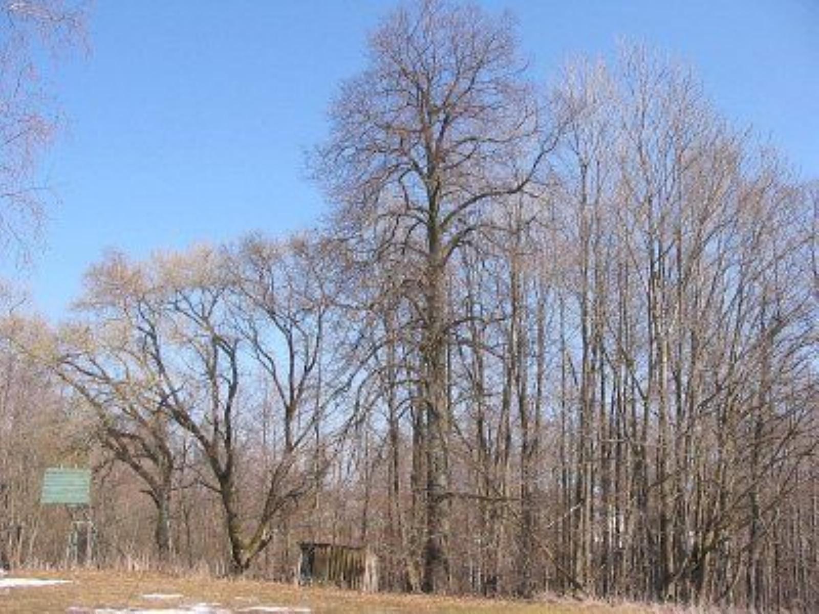 Парк (фрагменты) Парк (фрагменты)