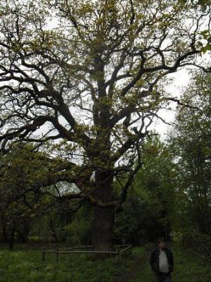 Дуб-патриарх
