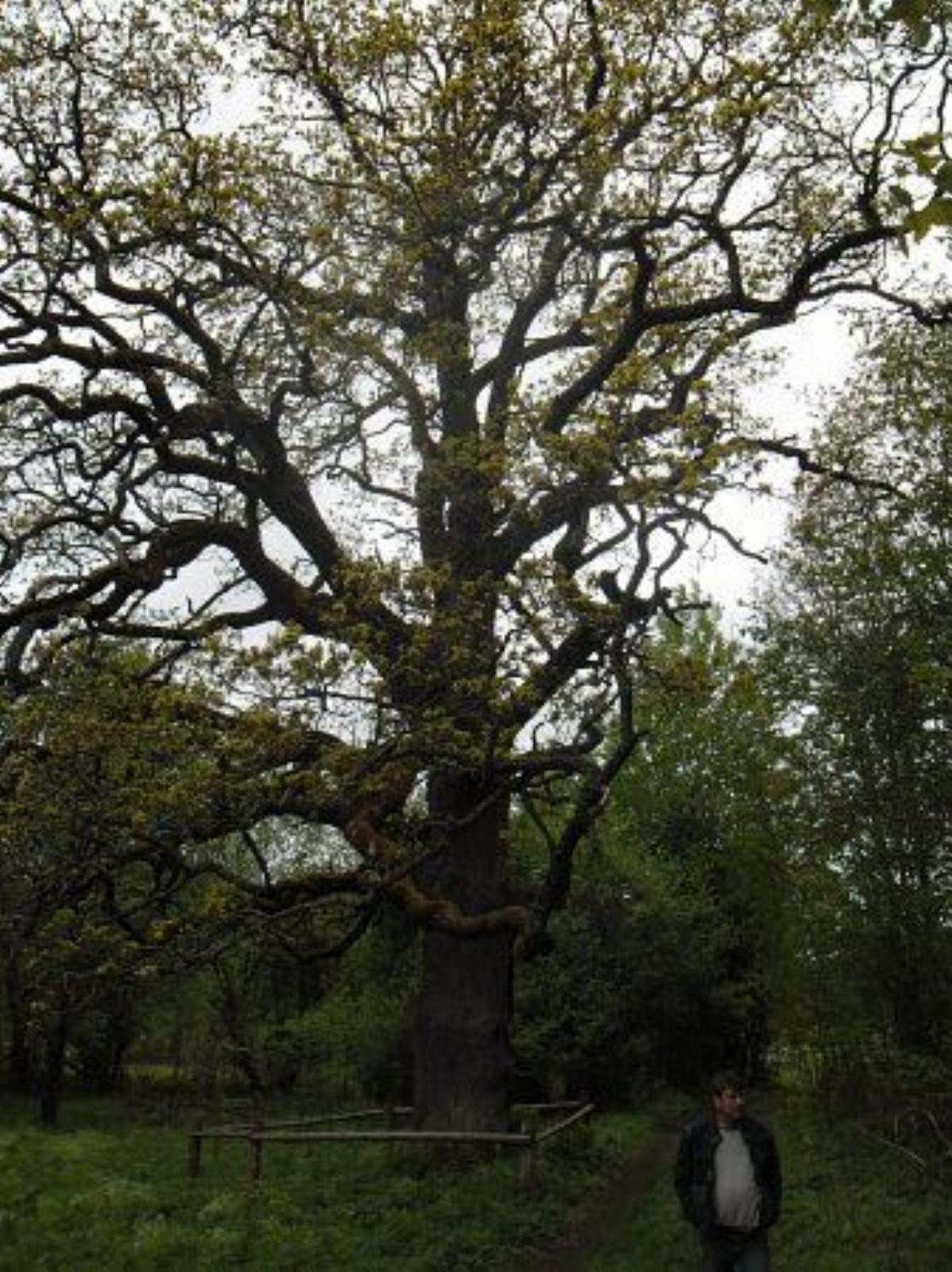 Дуб-патриарх Дуб-патриарх