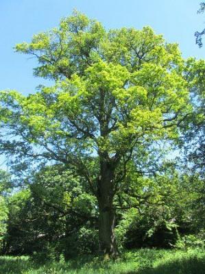 Вековые дубы