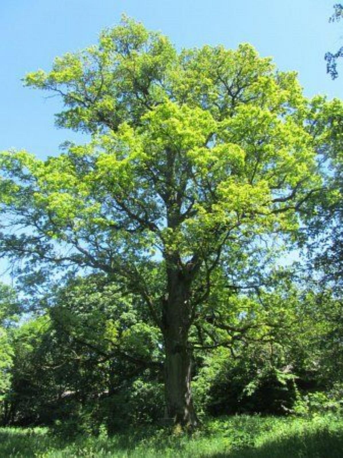 Вековые дубы Вековые дубы