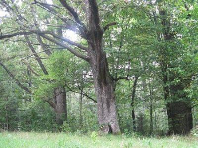 Парк (фрагменты)