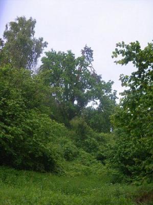 Дуб и сосна (свитые друг с другом)