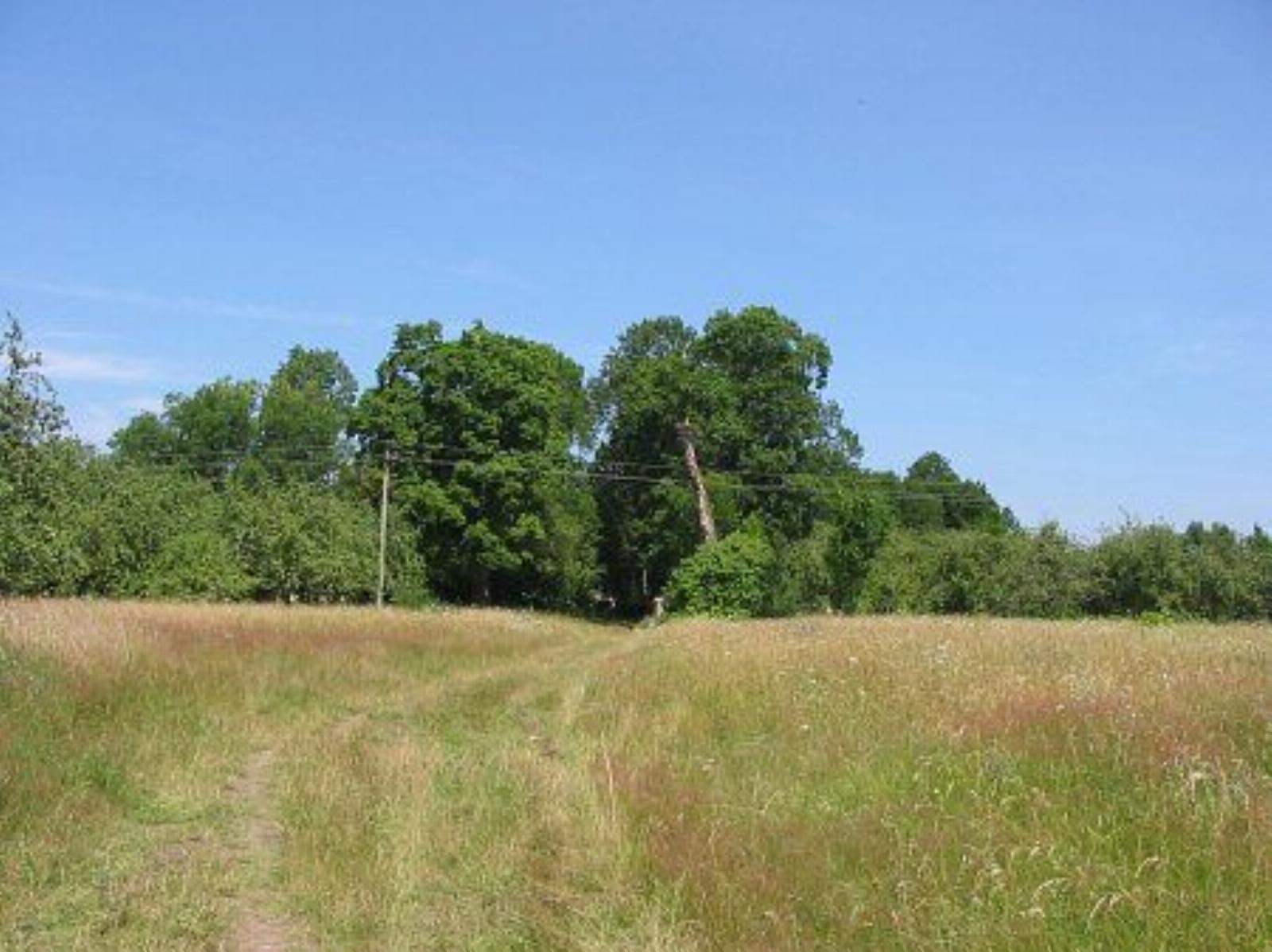 Парк (фрагменты) Парк (фрагменты)