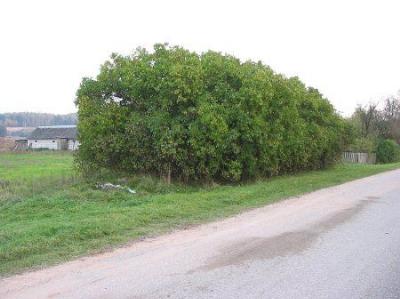 Кладбище солдат 1-й мировой войны