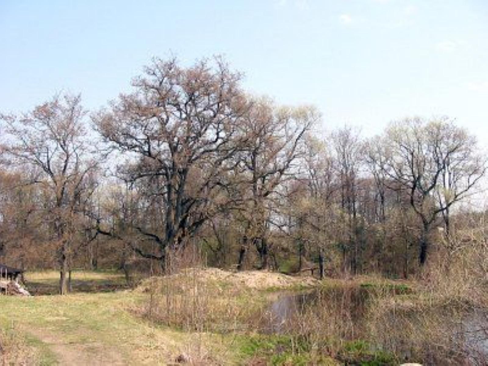 Парк (фрагменты) Парк (фрагменты)