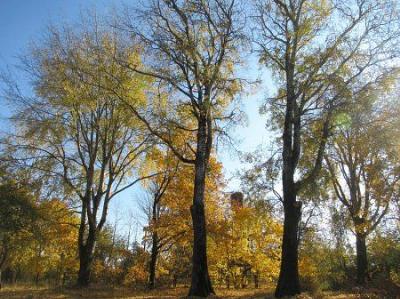 Парк (фрагменты)