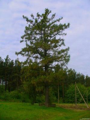 Парк (фрагменты)