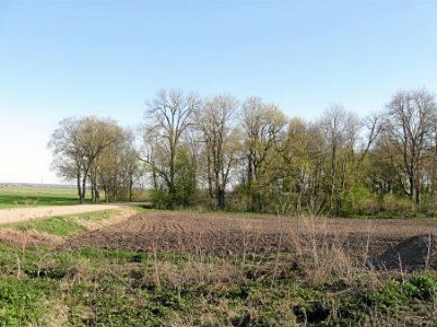 Парк (фрагменты)