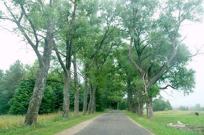 Парк (фрагменты)