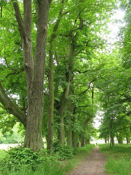 Парк (фрагменты)