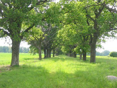 Парк (фрагменты)