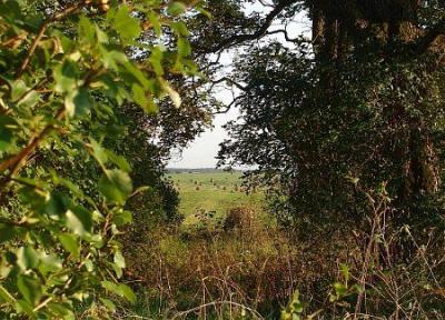 Парк (фрагменты)