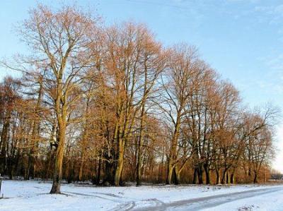 Парк (фрагменты)