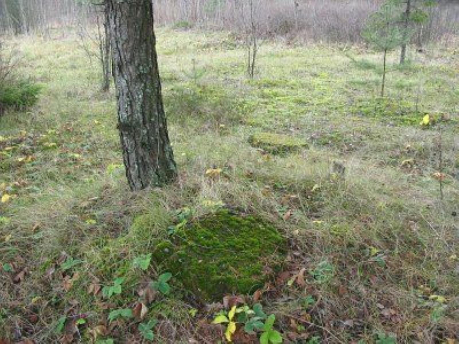 Кладбище солдат 1-й мировой войны Кладбище солдат 1-й мировой войны