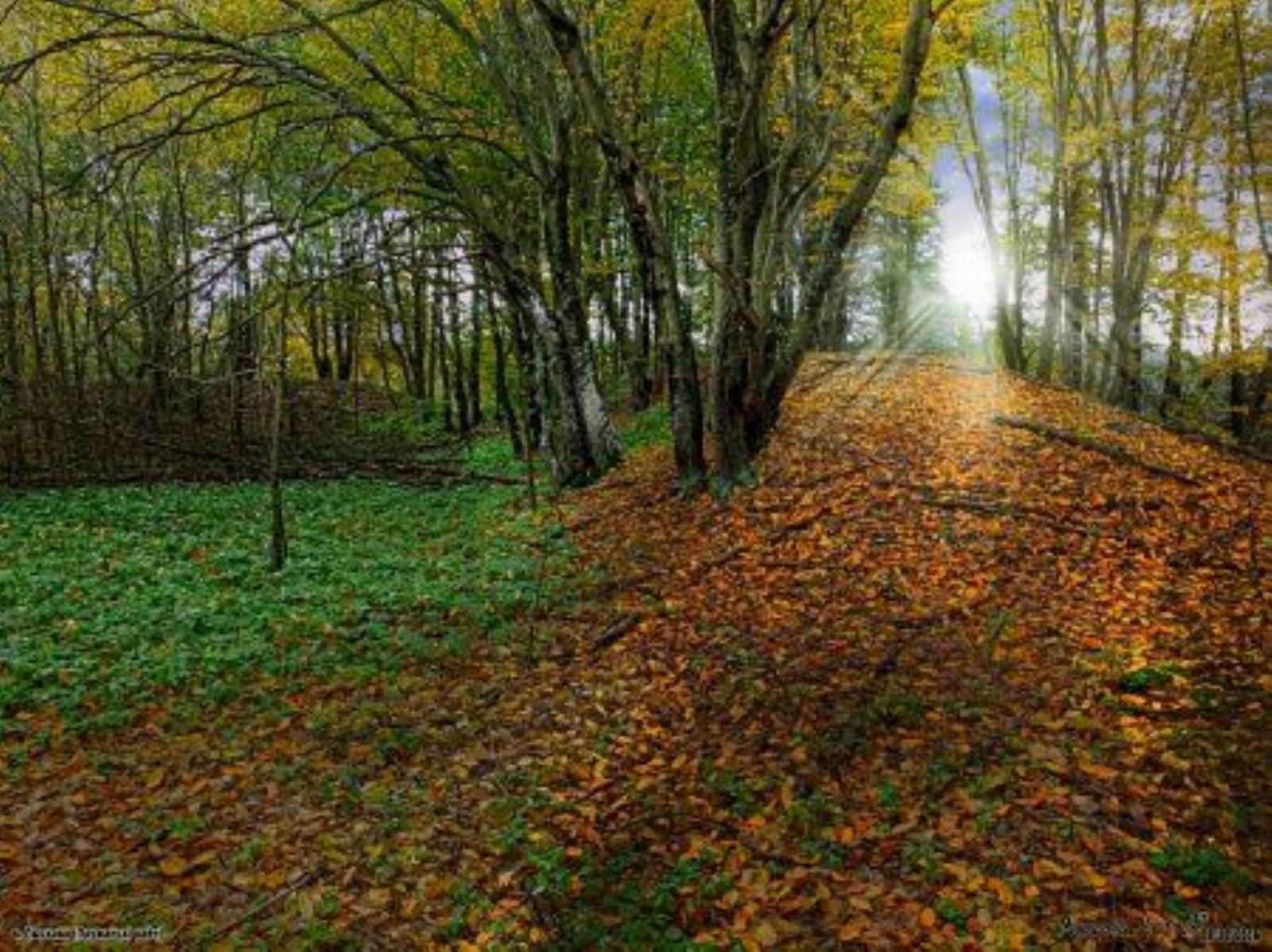 Земляные укрепления замка Земляные укрепления замка