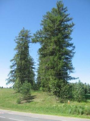 Аллея лиственницы