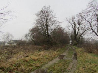 Парк (фрагменты)