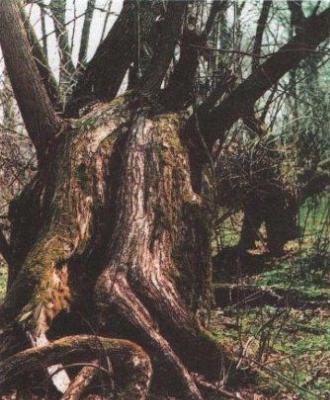 Парк (фрагменты)