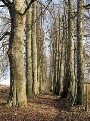 Парк (фрагменты)