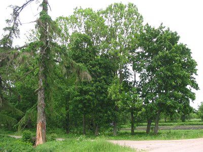 Парк (фрагменты)