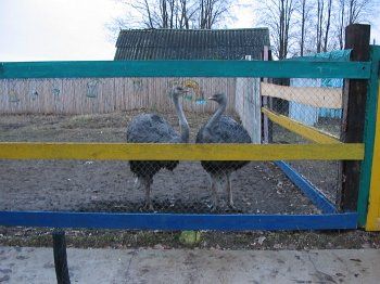 Страусиная ферма