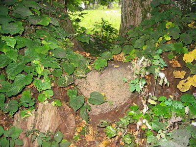 Вросший в липы валун