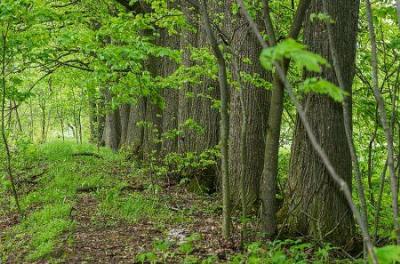 Парк (фрагменты)