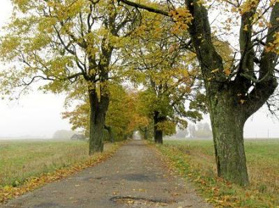 Аллея въездная