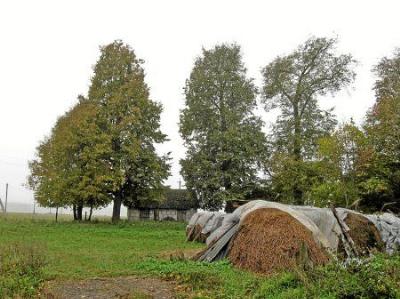 Парк (фрагменты)