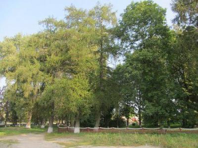 Парк (фрагменты)