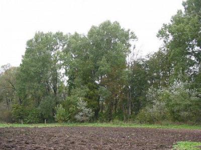 Парк (фрагменты)