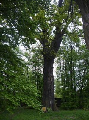 Дуб-патриарх