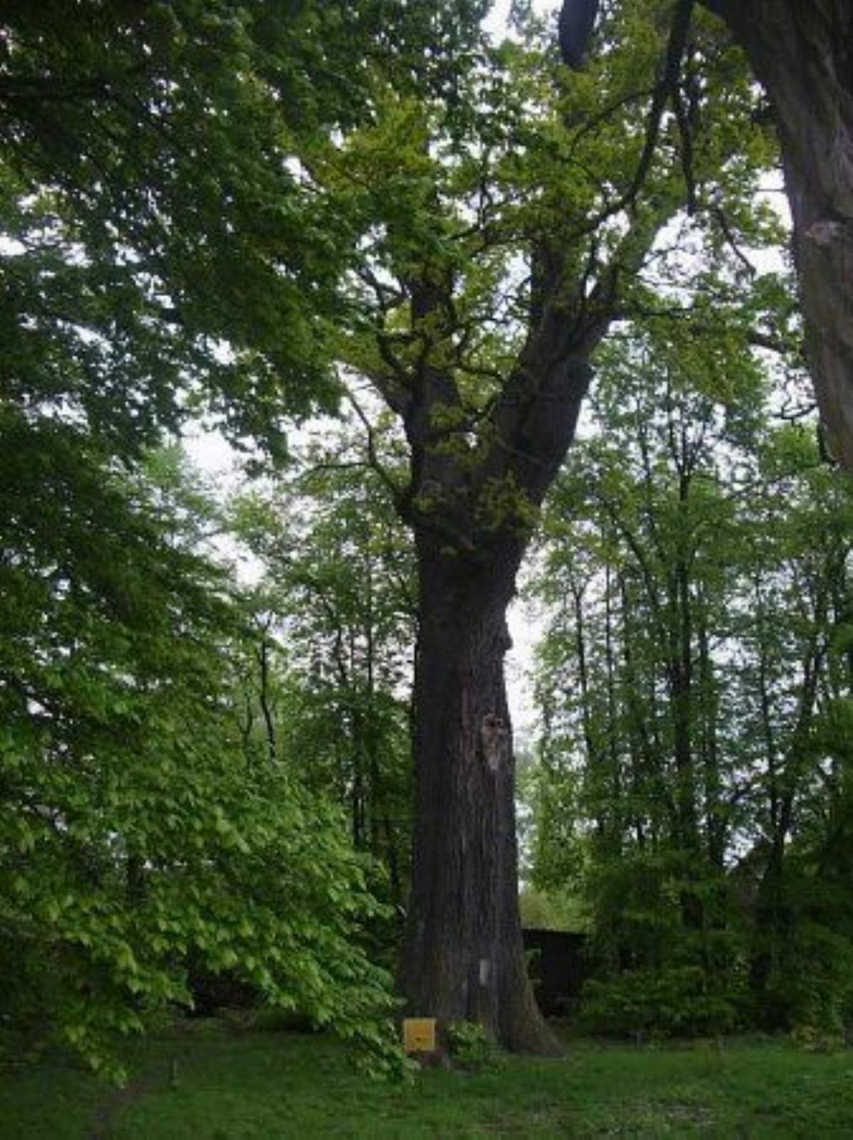 Дуб-патриарх Дуб-патриарх