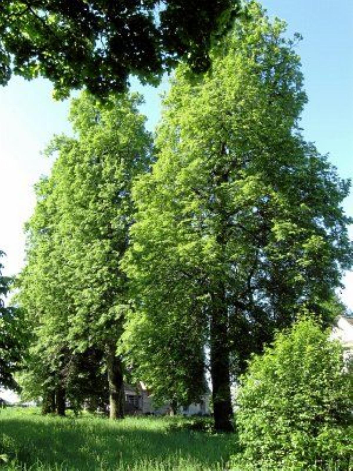 Парк (фрагменты) Парк (фрагменты)