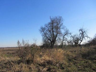 Парк (фрагменты)