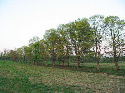 Парк (фрагменты)