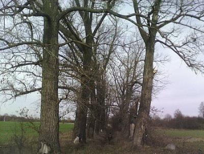 Аллея въездная