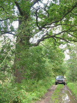 Парк (фрагменты)