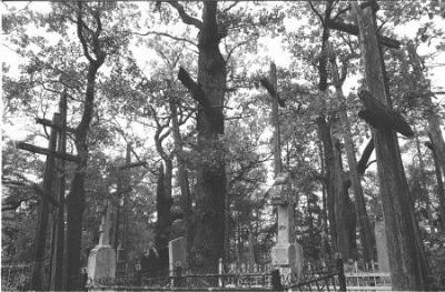 Высокие деревянные кресты