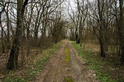 Парк (фрагменты)