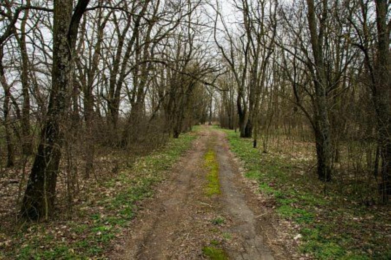 Парк (фрагменты) Парк (фрагменты)