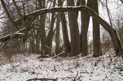 Парк (фрагменты)