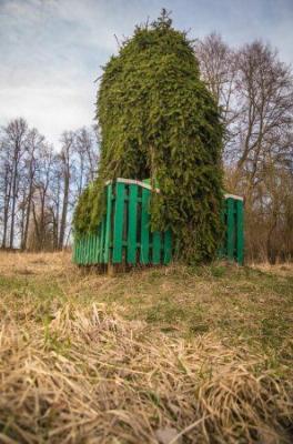 Ель плакучая