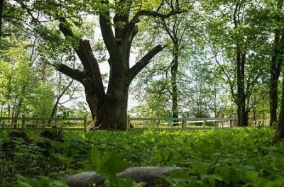 Дуб-патриарх