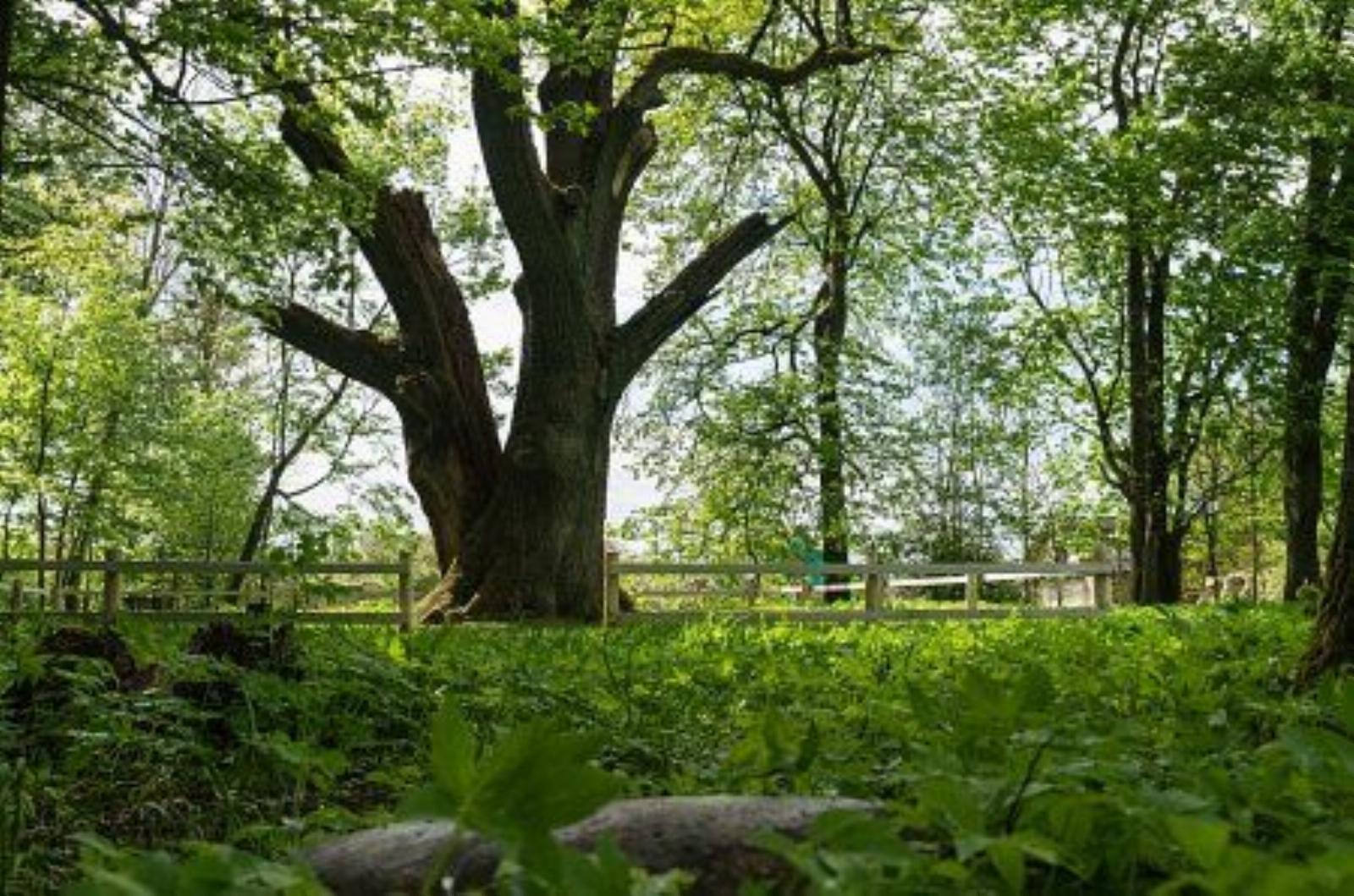 Дуб-патриарх Дуб-патриарх