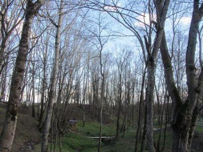 Городище Замковая гора (археол.)