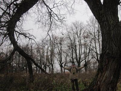 Парк (фрагменты)