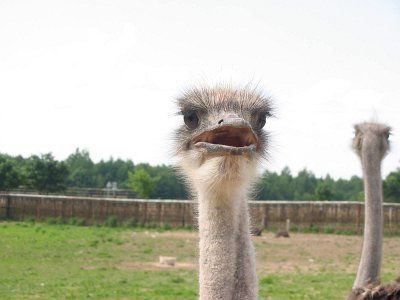 Страусиная ферма