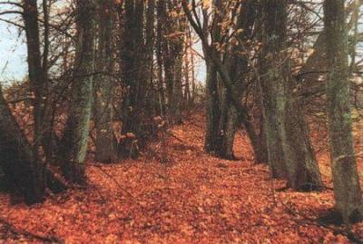 Парк (фрагменты)